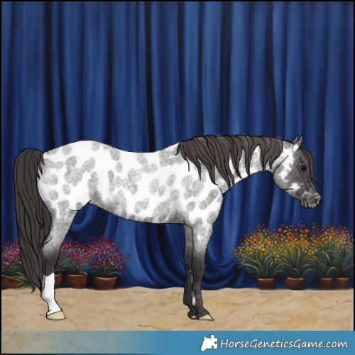Horse Color:Smoky Blue Roan Appaloosa