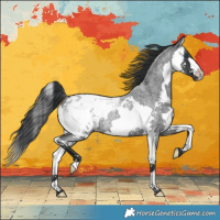 Horse Color:Blue Roan Splash Appaloosa Rabicano