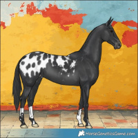 Horse Color:Black Appaloosa