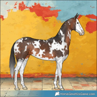 Horse Color:White Spotted Brown Splash 