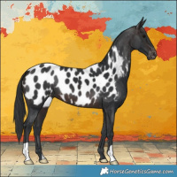 Horse Color:Brown Appaloosa 