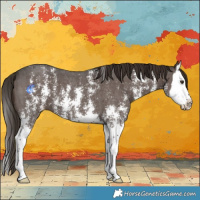 Horse Color:Liver Chestnut Sabino Splash 