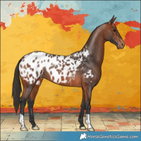 Horse Color:Bay Appaloosa 