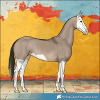 Horse Color:Brown Dun Splash