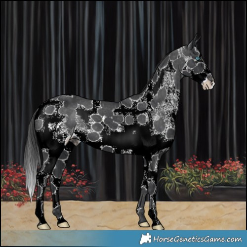 Horse Color:White Spotted Black Splash Tobiano Varnish 