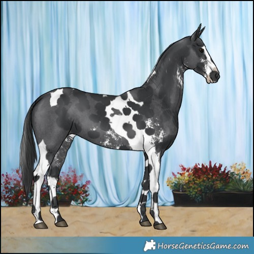 Horse Color:Black Sabino Splash Tobiano 