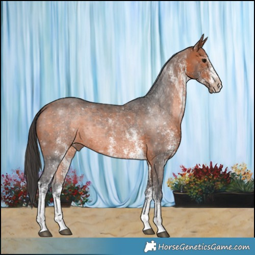 Horse Color:White Spotted Bay