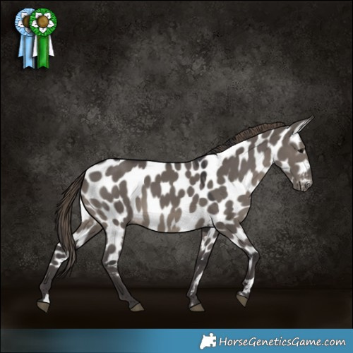 Horse Color:Smoky Grullo Appaloosa 