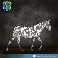 Horse Color:Smoky Grullo Appaloosa