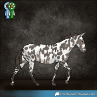 Horse Color:Smoky Grullo Appaloosa