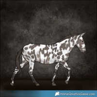 Horse Color:Smoky Grullo Appaloosa