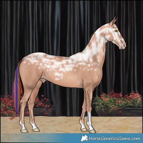 Horse Color:Painted Gold Champagne Ice Tobiano 