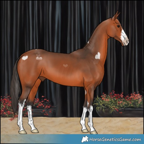 Horse Color:White Spotted Bay