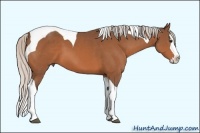 Horse Color:Silver Bay Splash Tobiano 