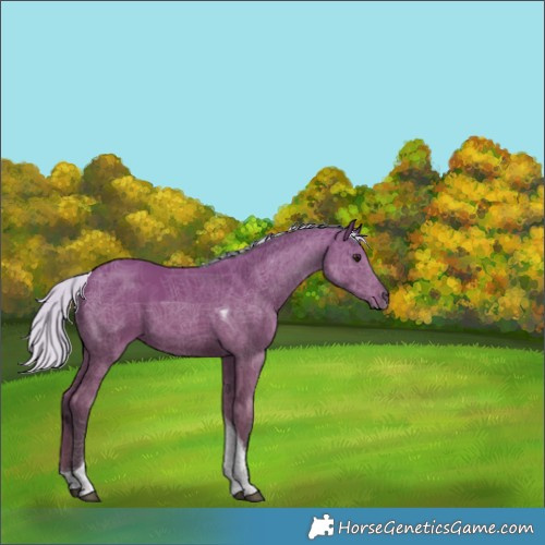 Horse Color:Silver Bay Tobiano 