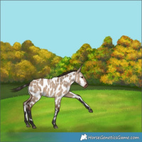 Horse Color:Liver Red Dun Appaloosa Brindle 