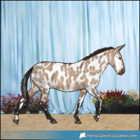 Horse Color:Liver Red Dun Appaloosa Brindle