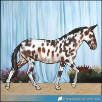 Horse Color:Powder White Brown Appaloosa