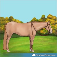 Horse Color:Gold Champagne Splash 