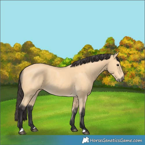Horse Color:Buckskin 