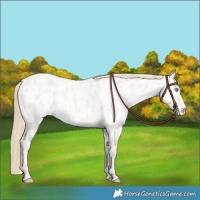 Horse Color:Perlino Near Leopard