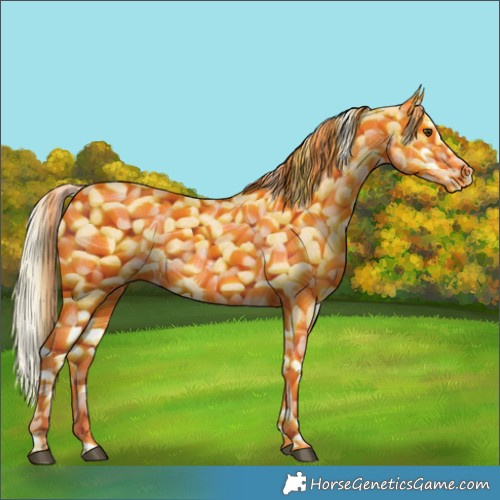 Horse Color:Silver Buckskin Roan Splash