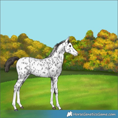 Horse Color:Smoky Blue Roan Splash Appaloosa
