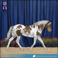 Horse Color:White Spotted Chocolate Palomino Tobiano Rabicano