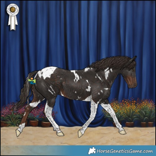 Horse Color:White Spotted Liver Chestnut Tobiano