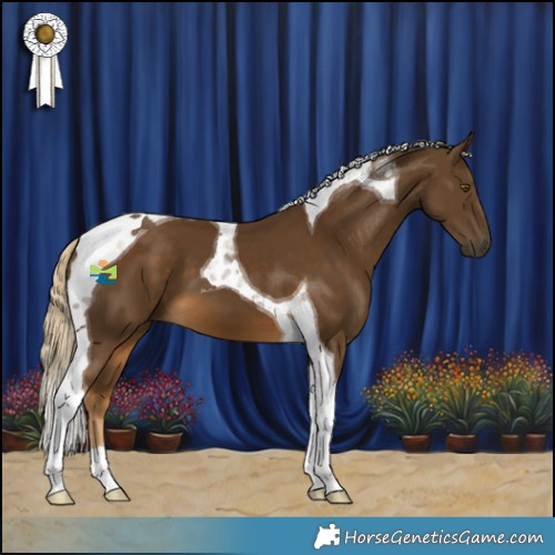 Horse Color:Chocolate Palomino Tobiano