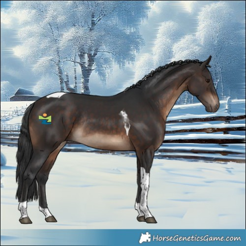 Horse Color:Brown Tobiano Rabicano 