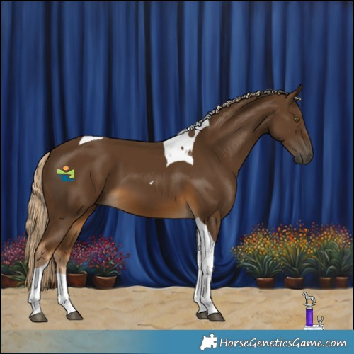 Horse Color:Chocolate Palomino Tobiano