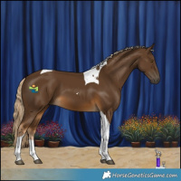 Horse Color:Chocolate Palomino Tobiano 