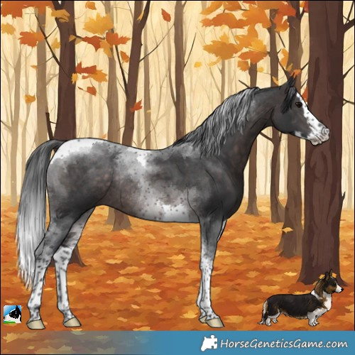 Horse Color:Platinum Brown Splash Tobiano Rabicano 