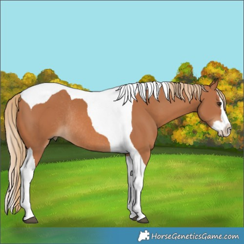 Horse Color:Chestnut Splash Tobiano Rabicano