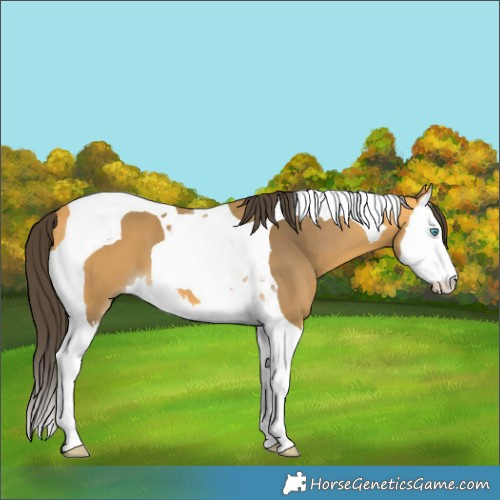 Horse Color:Buckskin Splash Tobiano 