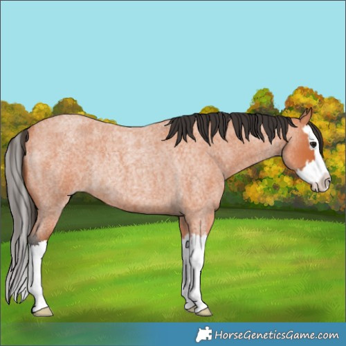 Horse Color:Bay Roan Splash Rabicano 