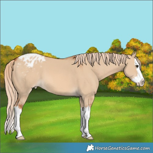 Horse Color:Red Dun Splash Appaloosa