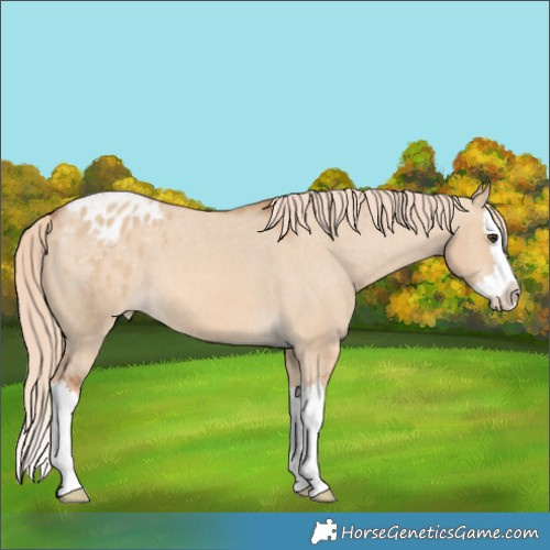 Horse Color:Red Dun Splash Appaloosa 