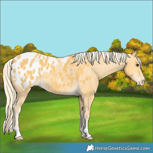 Horse Color:Palomino Appaloosa 