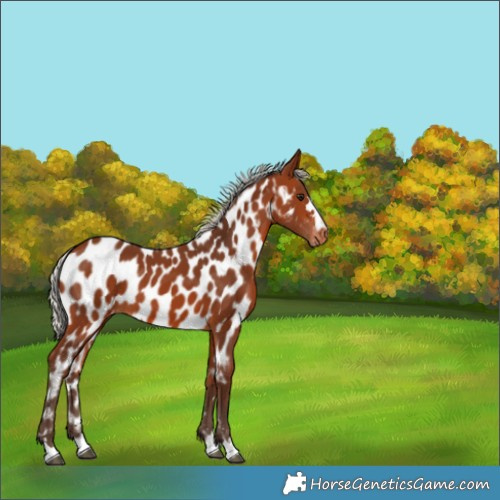 Horse Color:Silver Brown Appaloosa