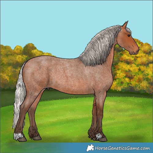 Horse Color:Silver Bay Roan