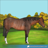 Horse Color:Brown Rabicano