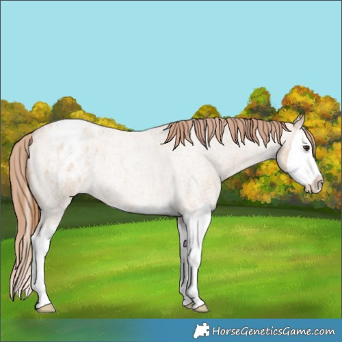 Horse Color:Red Dun Roan Splash Appaloosa Rabicano 