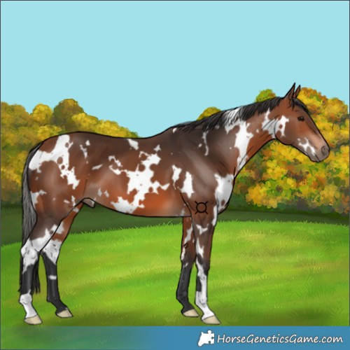 Horse Color:White Spotted Bay 