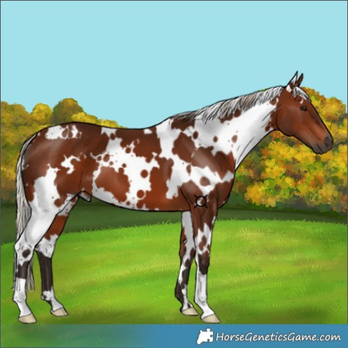 Horse Color:Gray White Spotted Silver Bay 