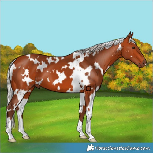 Horse Color:White Spotted Silver Bay 