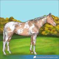 Horse Color:White Spotted Silver Amber Champagne 