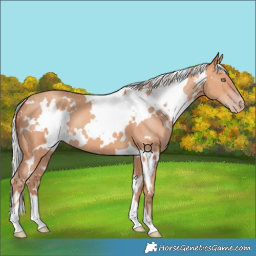 Horse Color:White Spotted Silver Sable Champagne