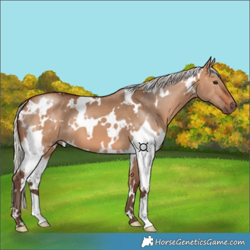 Horse Color:White Spotted Silver Brown Dun 
